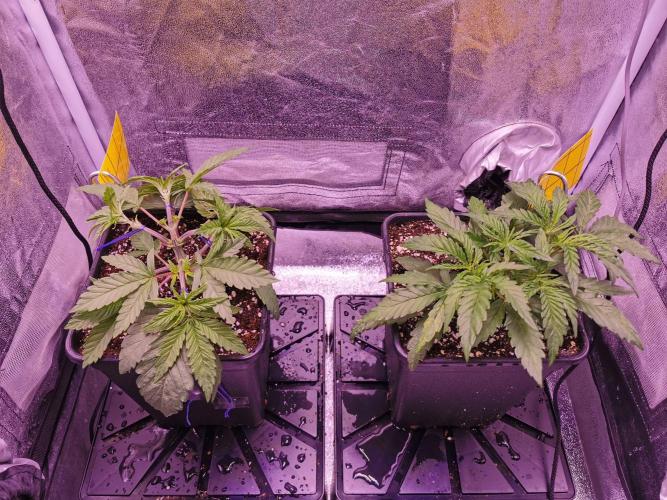 Bakerman (Jealousy x La Bomba) / Coco. Week 5