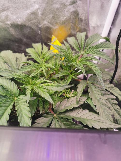 Bakerman (Jealousy x La Bomba) / Coco. Week 6