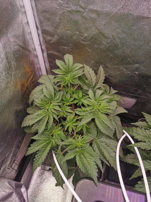 Bakerman (Jealousy x La Bomba) / Coco. Week 6