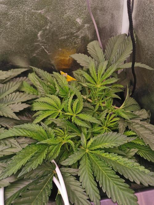 Bakerman (Jealousy x La Bomba) / Coco. Week 7