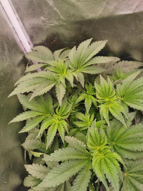 Bakerman (Jealousy x La Bomba) / Coco. Week 7