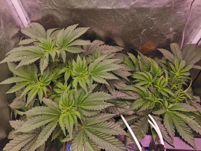 Bakerman (Jealousy x La Bomba) / Coco. Week 7