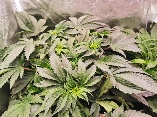 Bakerman (Jealousy x La Bomba) / Coco. Week 8