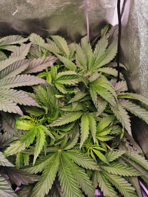 Bakerman (Jealousy x La Bomba) / Coco. Week 8