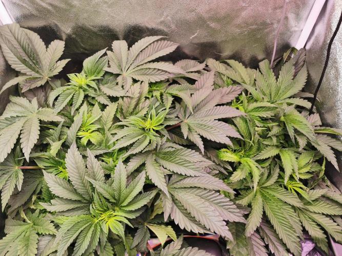 Bakerman (Jealousy x La Bomba) / Coco. Week 8