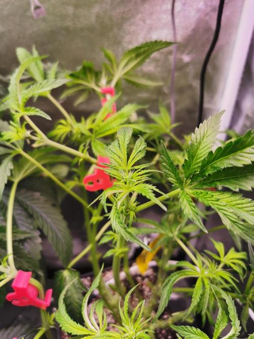 Bakerman (Jealousy x La Bomba) / Coco. Week 9