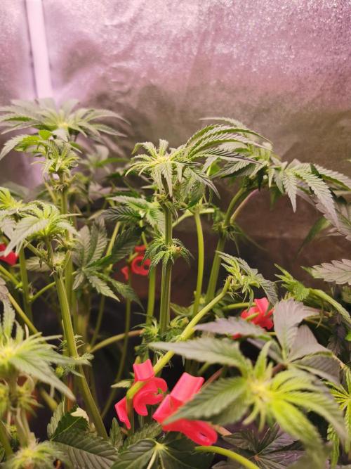 Bakerman (Jealousy x La Bomba) / Coco. Week 9