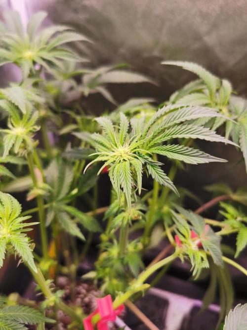 Bakerman (Jealousy x La Bomba) / Coco. Week 9