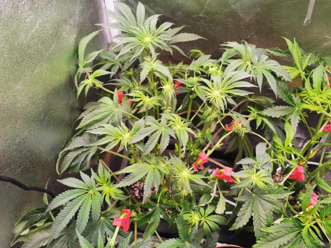 Bakerman (Jealousy x La Bomba) / Coco. Week 9