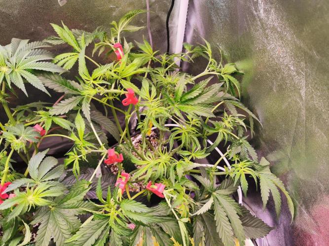 Bakerman (Jealousy x La Bomba) / Coco. Week 9