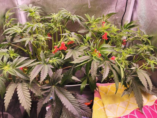 Bakerman (Jealousy x La Bomba) / Coco. Week 9