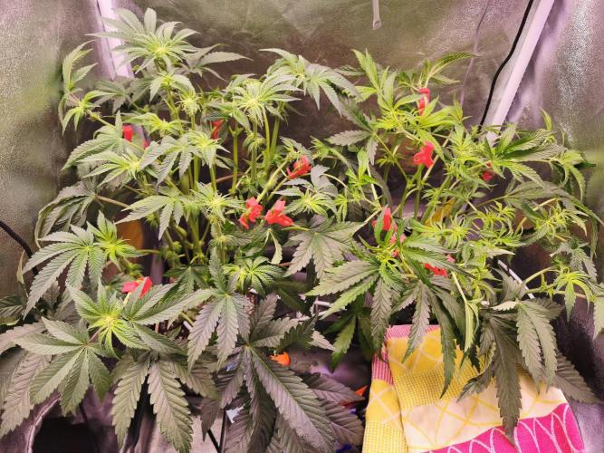 Bakerman (Jealousy x La Bomba) / Coco. Week 9