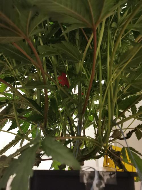 Bakerman (Jealousy x La Bomba) / Coco. Week 9