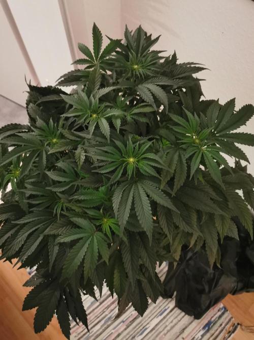 Bakerman (Jealousy x La Bomba) / Coco. Week 9