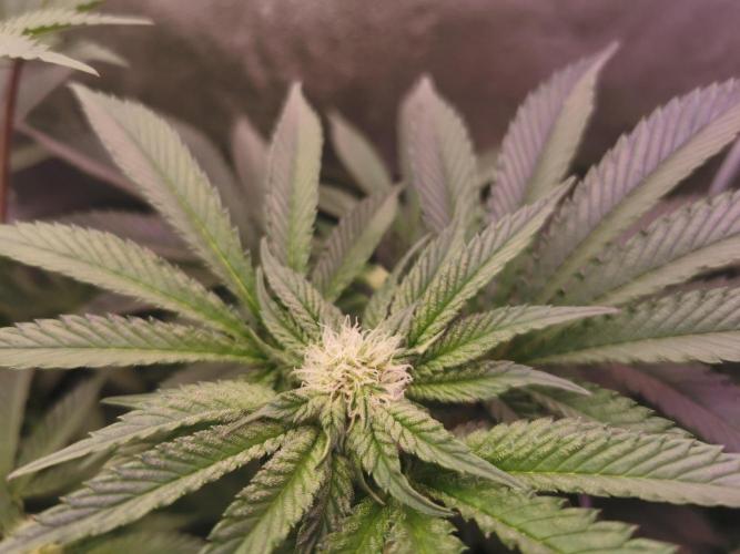 Bakerman (Jealousy x La Bomba) / Coco. Week 10