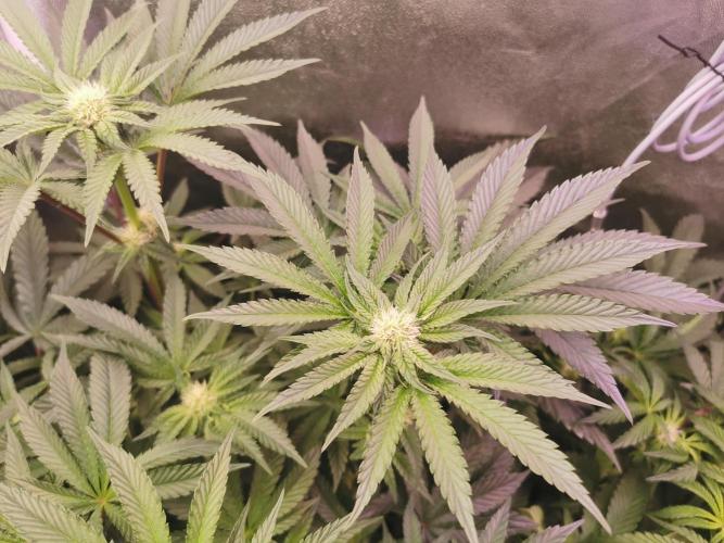 Bakerman (Jealousy x La Bomba) / Coco. Week 10