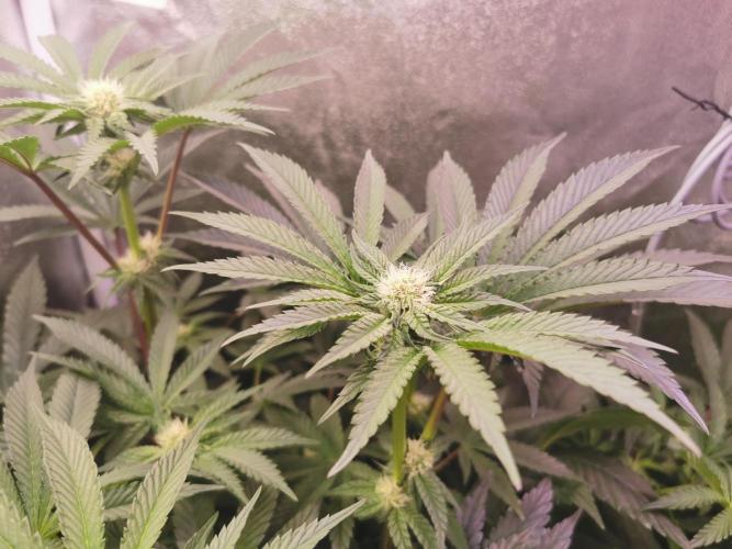 Bakerman (Jealousy x La Bomba) / Coco. Week 10