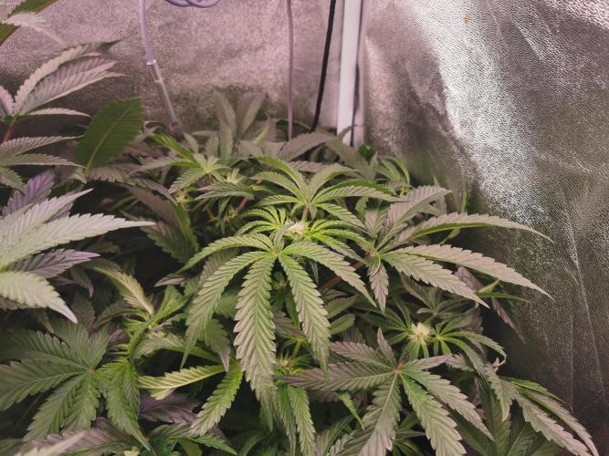 Bakerman (Jealousy x La Bomba) / Coco. Week 10