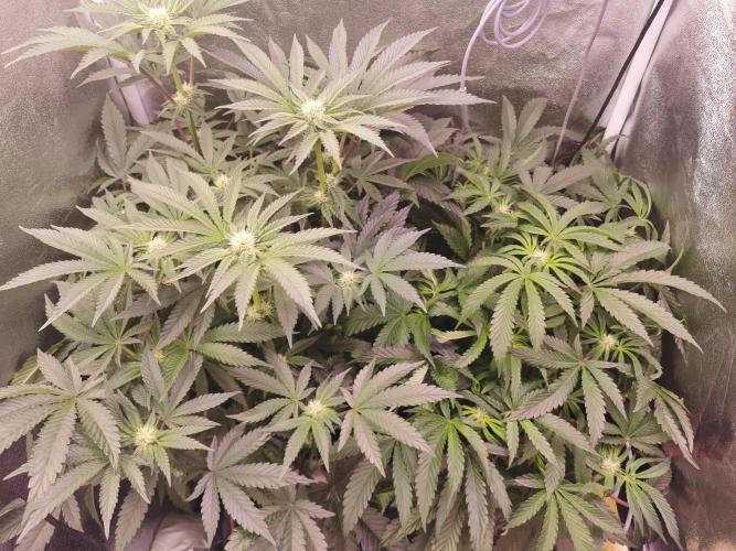 Bakerman (Jealousy x La Bomba) / Coco. Week 10