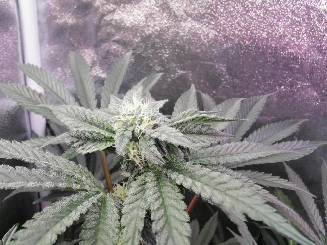 Bakerman (Jealousy x La Bomba) / Coco. Week 11