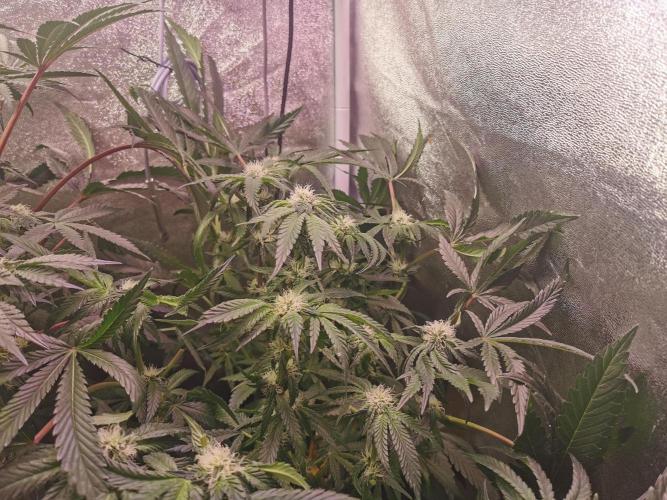 Bakerman (Jealousy x La Bomba) / Coco. Week 11