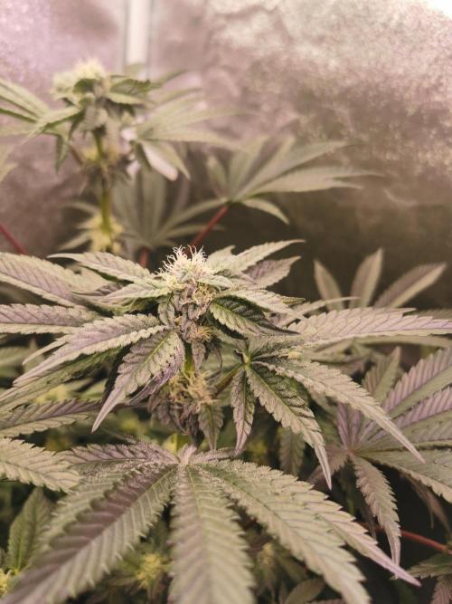 Bakerman (Jealousy x La Bomba) / Coco. Week 11