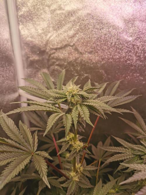 Bakerman (Jealousy x La Bomba) / Coco. Week 11