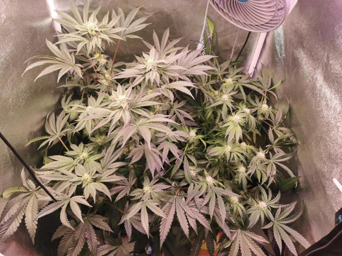 Bakerman (Jealousy x La Bomba) / Coco. Week 11