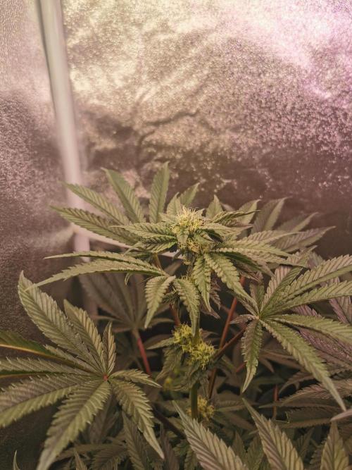 Bakerman (Jealousy x La Bomba) / Coco. Week 11