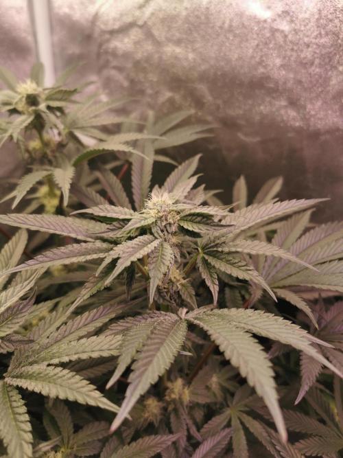 Bakerman (Jealousy x La Bomba) / Coco. Week 11