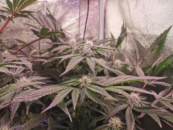 Bakerman (Jealousy x La Bomba) / Coco. Week 12