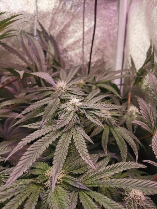 Bakerman (Jealousy x La Bomba) / Coco. Week 12