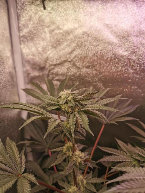 Bakerman (Jealousy x La Bomba) / Coco. Week 12