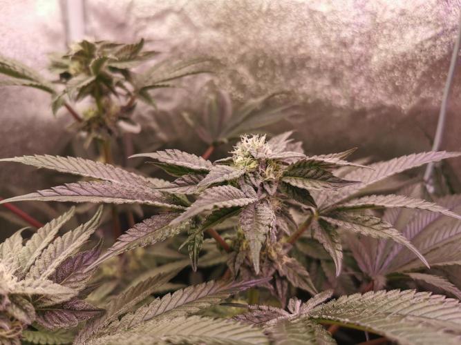 Bakerman (Jealousy x La Bomba) / Coco. Week 12