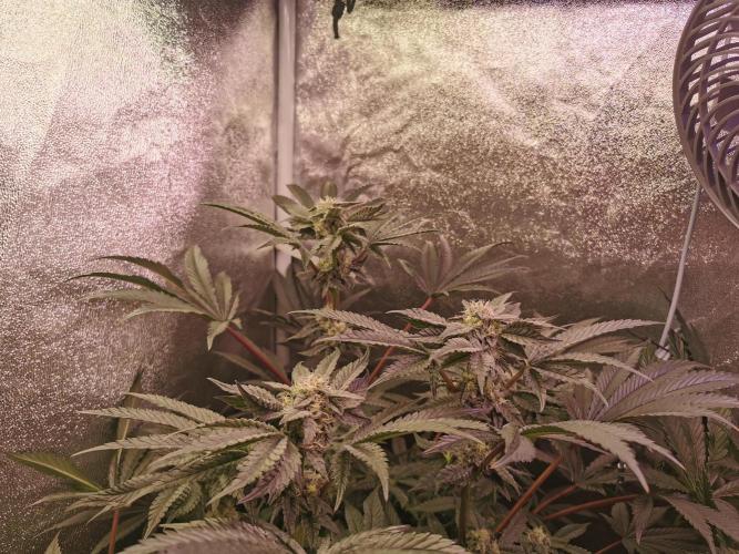 Bakerman (Jealousy x La Bomba) / Coco. Week 12