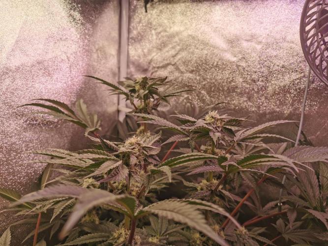 Bakerman (Jealousy x La Bomba) / Coco. Week 12