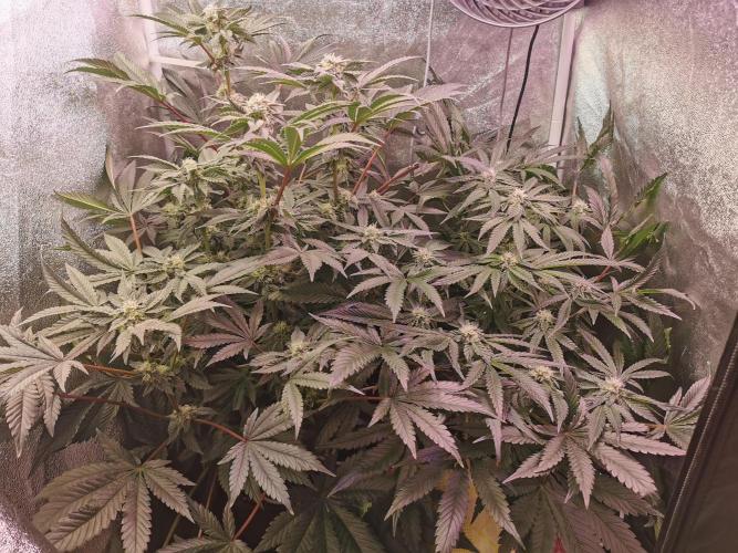 Bakerman (Jealousy x La Bomba) / Coco. Week 12