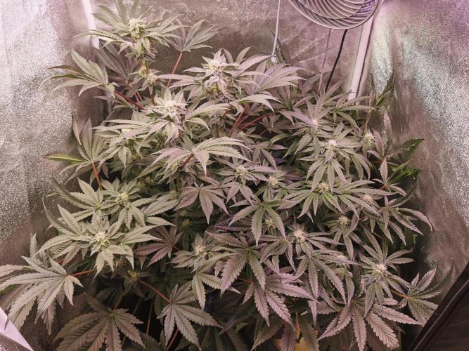 Bakerman (Jealousy x La Bomba) / Coco. Week 12