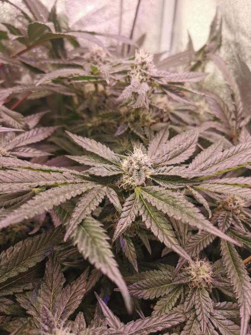 Bakerman (Jealousy x La Bomba) / Coco. Week 13