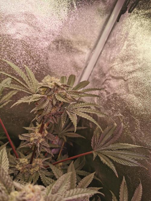 Bakerman (Jealousy x La Bomba) / Coco. Week 13