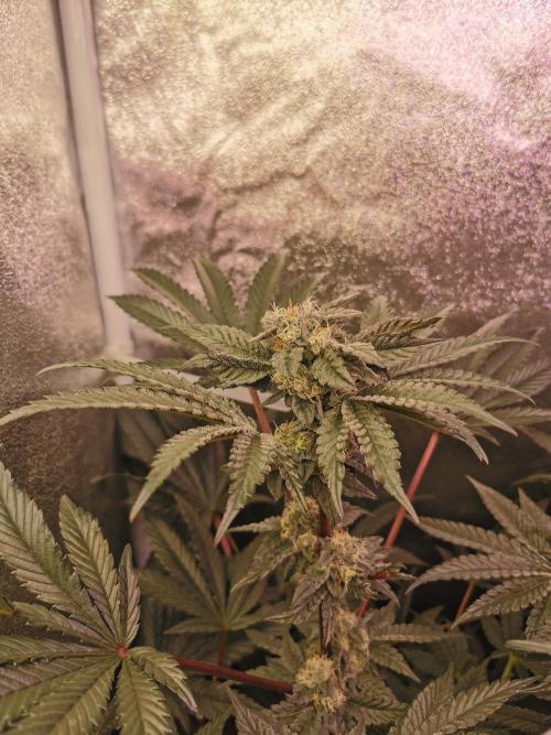 Bakerman (Jealousy x La Bomba) / Coco. Week 13