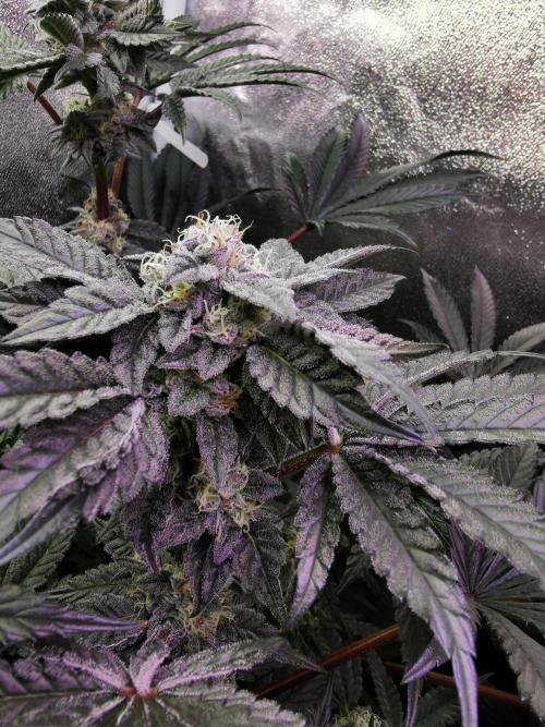 Bakerman (Jealousy x La Bomba) / Coco. Week 13
