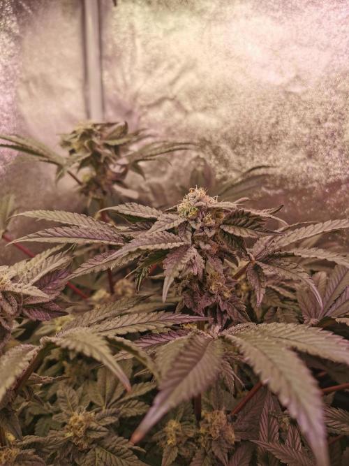 Bakerman (Jealousy x La Bomba) / Coco. Week 13