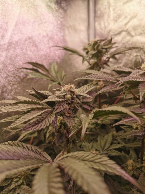Bakerman (Jealousy x La Bomba) / Coco. Week 13