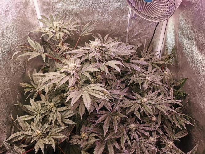 Bakerman (Jealousy x La Bomba) / Coco. Week 13