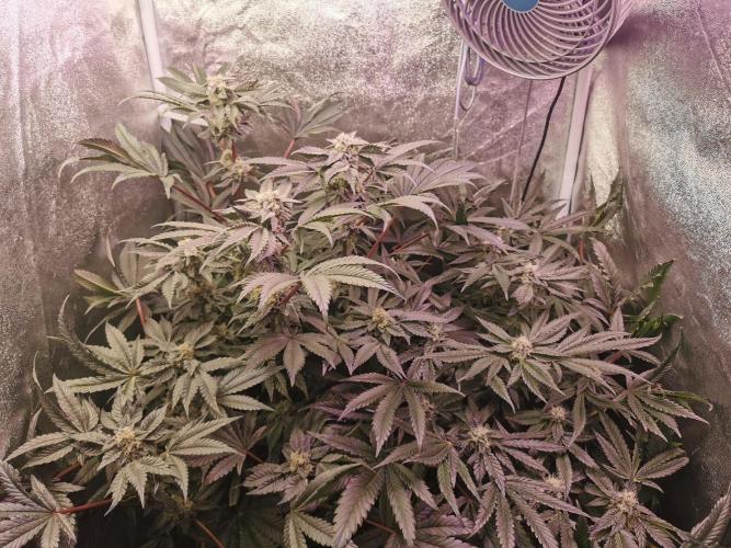 Bakerman (Jealousy x La Bomba) / Coco. Week 13