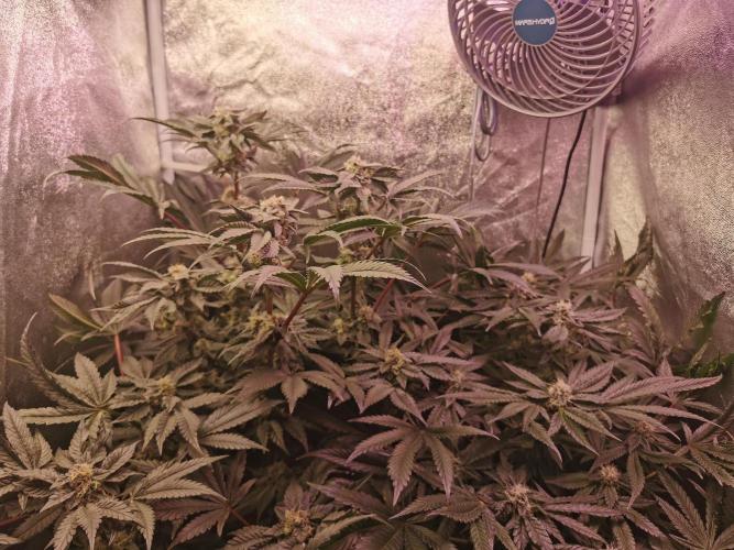 Bakerman (Jealousy x La Bomba) / Coco. Week 13