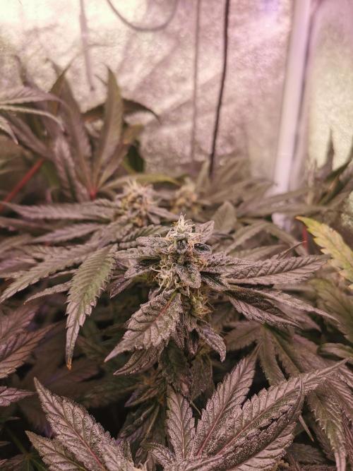 Bakerman (Jealousy x La Bomba) / Coco. Week 14