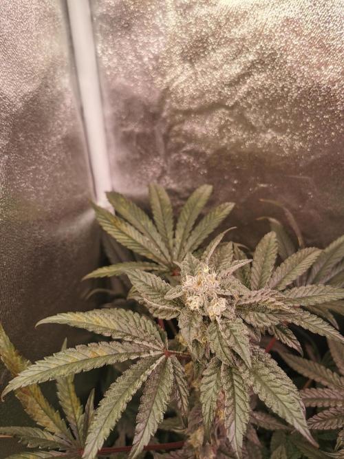Bakerman (Jealousy x La Bomba) / Coco. Week 14