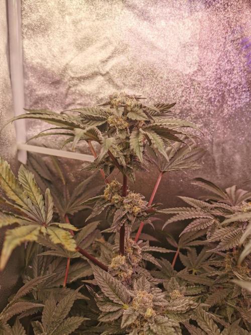 Bakerman (Jealousy x La Bomba) / Coco. Week 14